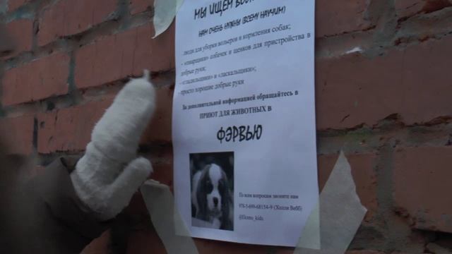 Щенок Гарри или здравствуй, дом