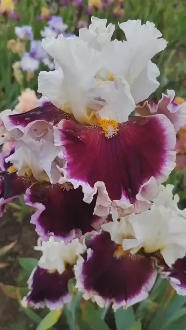 ирис 'When Doves Cry' (Вен Давз Край) (Т. Johnson, 2018)