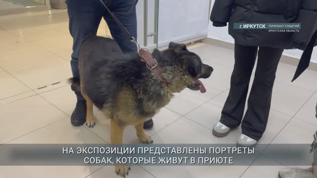 Выставка о бездомных животных открылась в Иркутске