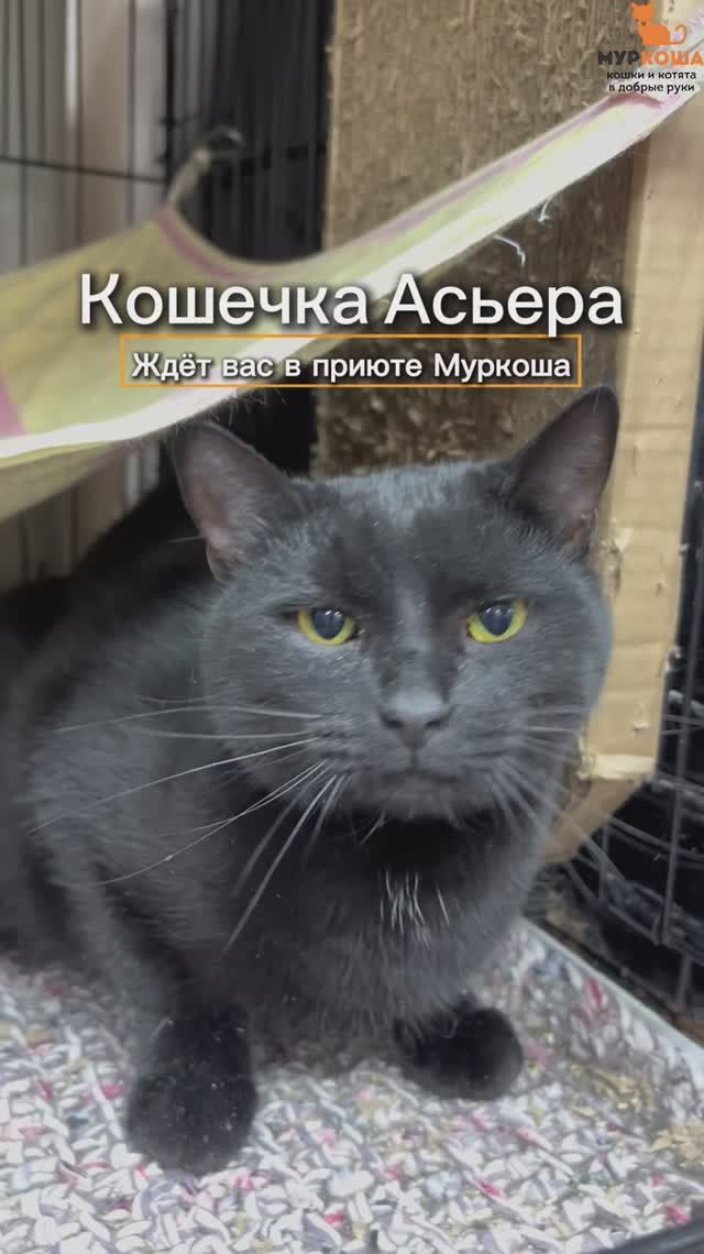 Асьера ждёт вас в приюте #Муркоша