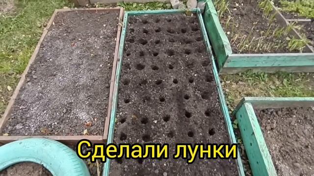 Наконец то сажаем чеснок. Урал, октябрь.