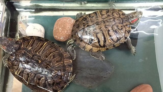 Счастливые красноухие черепахи в чистом аквариуме