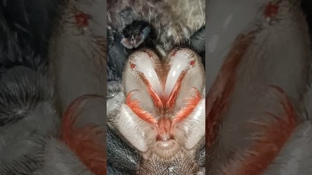 Свежеполиняшка птицеед ласиодора парахибана. 22 декабря 2025 г.