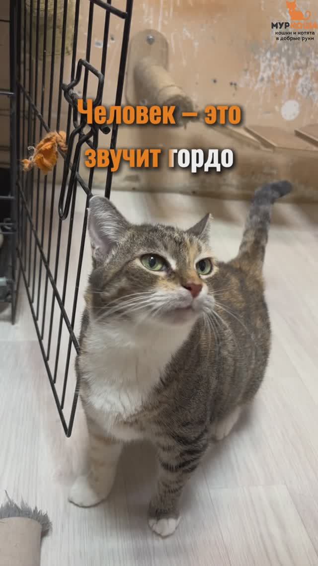 Касабланка ждёт вас в приюте #Муркоша