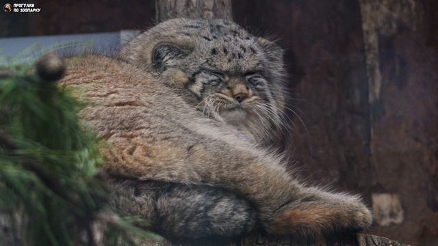 Манул Шу почесывается и наблюдает. Ленинградский зоопарк