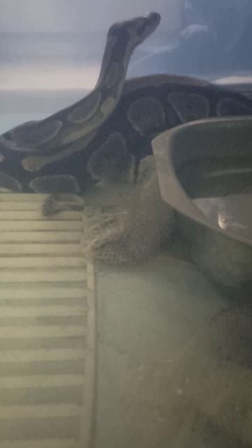 Норман полинял. 22 декабря 2025 г.