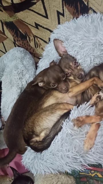 Подружки Лада и Туся. 🥰22 декабря 2025 г.