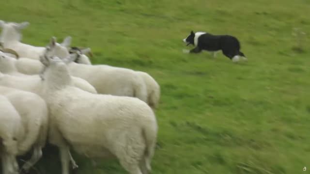 Животные, подобные нам. Язык общения. ПЕРЕВОД. док.фильм