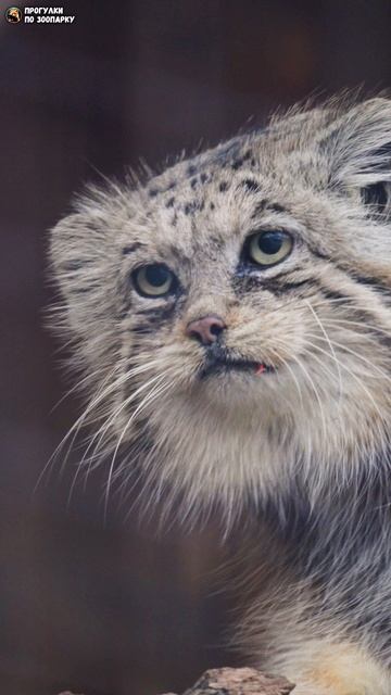 Манул Намика после обеда ушла по делам. Ленинградский зоопарк