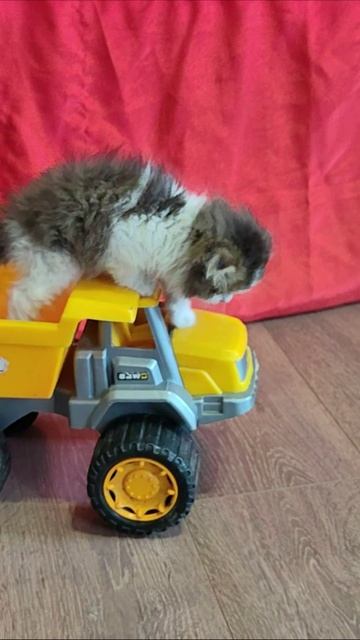 Котенок прибыл на желтом самосвале №3.