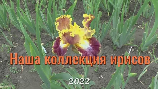 Цветение ирисов 2022 год