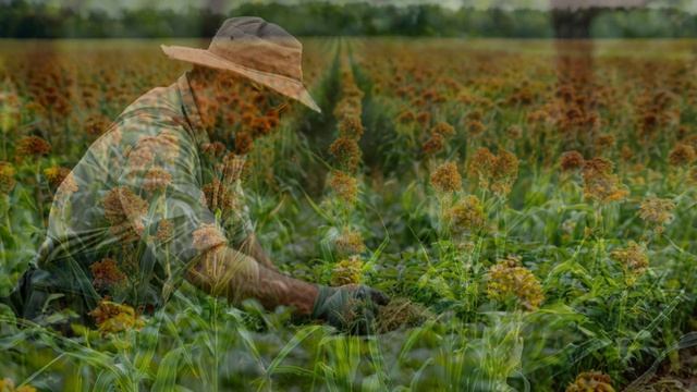 Грибковые заболевания растений: угроза для урожая