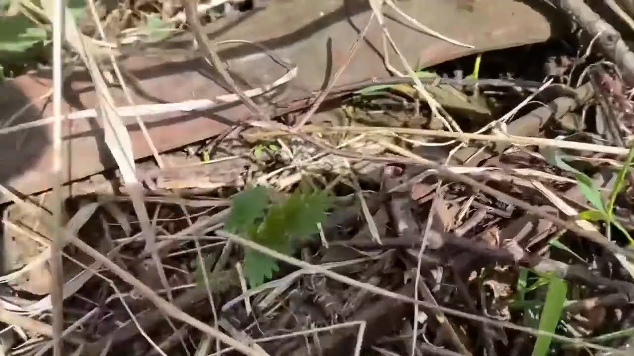 Вечное дышло для прицепа, находки с копа! #металлокоп #копметаллолома #коп