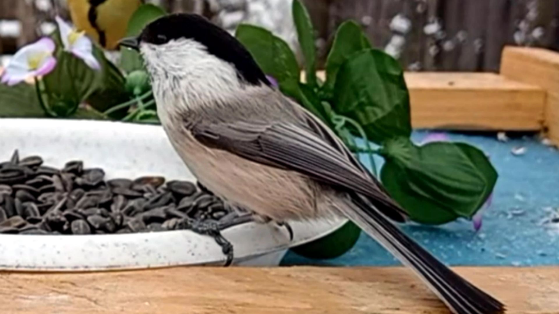 Буроголовая Гаичка посещает кормушку