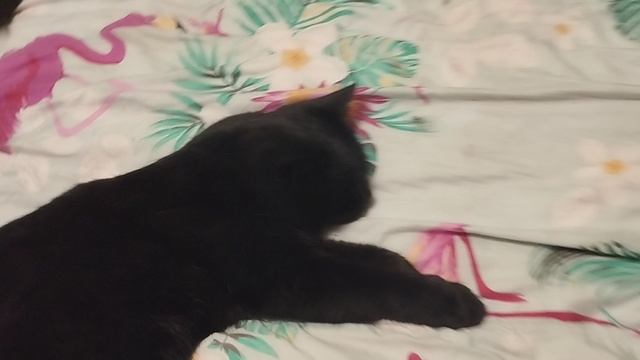 9.12.25г. Мои РЕБЯТКИ укладываются СПАТЬ!!!