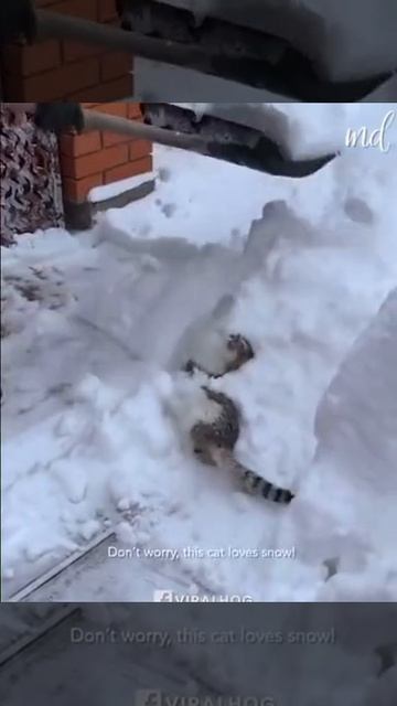 Снежный кот