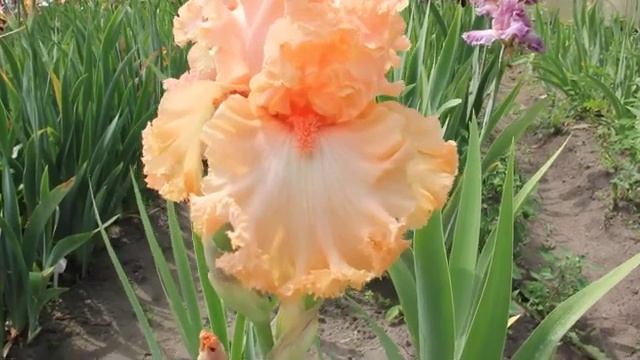 Ирис SHE (Ши) (Barry Blyth, 2015)