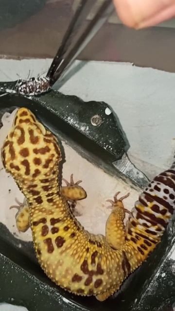 Тест на терпение от Марти...24 декабря 2025 г.