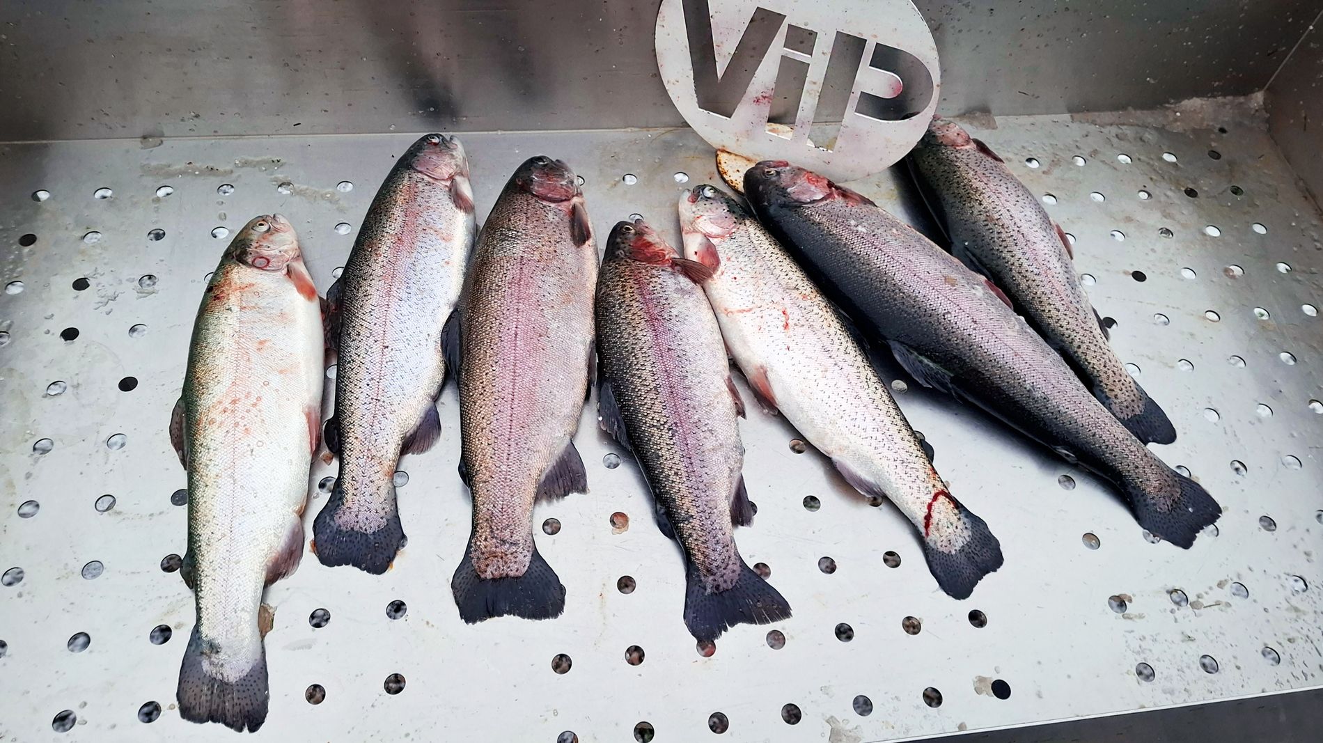 Платная рыбалка на Пионерском пруду. Ловля форели по открытой воде.