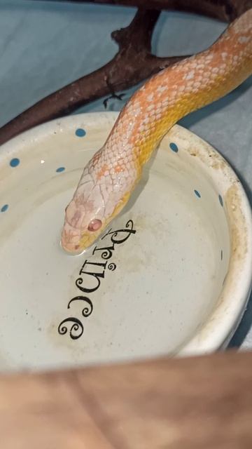 Водопой у Карамельки.