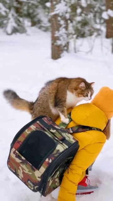 Зимой по лесу с котом..