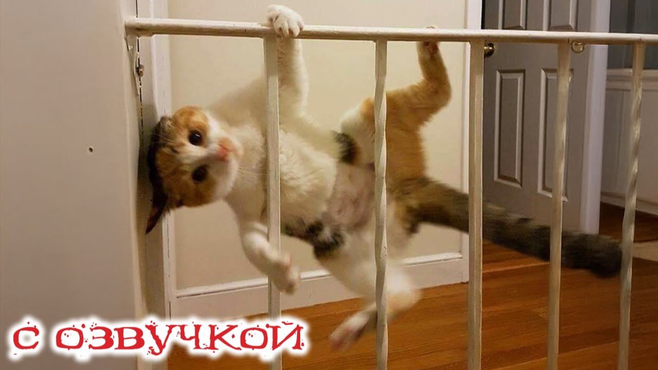 Приколы с котами! С ОЗВУЧКОЙ! САМЫЕ СМЕШНЫЕ ЖИВОТНЫЕ! Смешные коты и собаки! УГАР!!