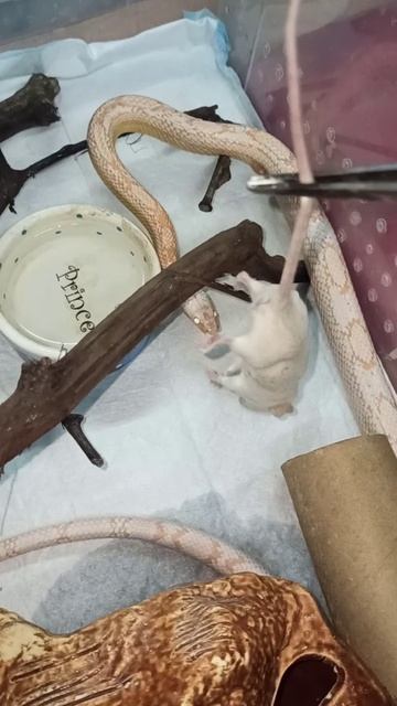 Кормление Карамельки. 24 декабря 2025 г.