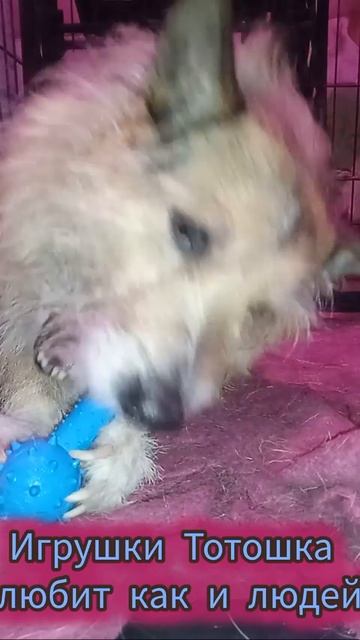 Тотошка игрунчик