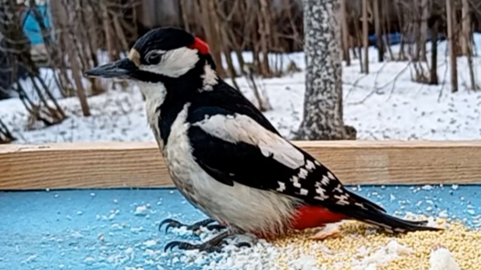 Дятел посещает кормушку