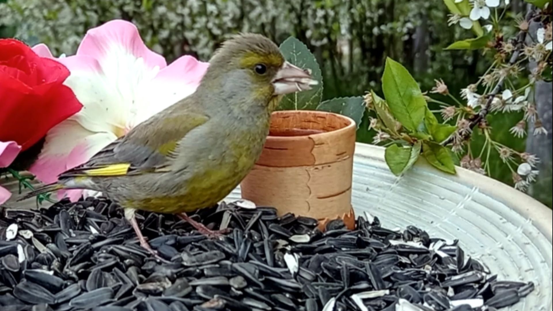 Зеленушки на моей кормушке