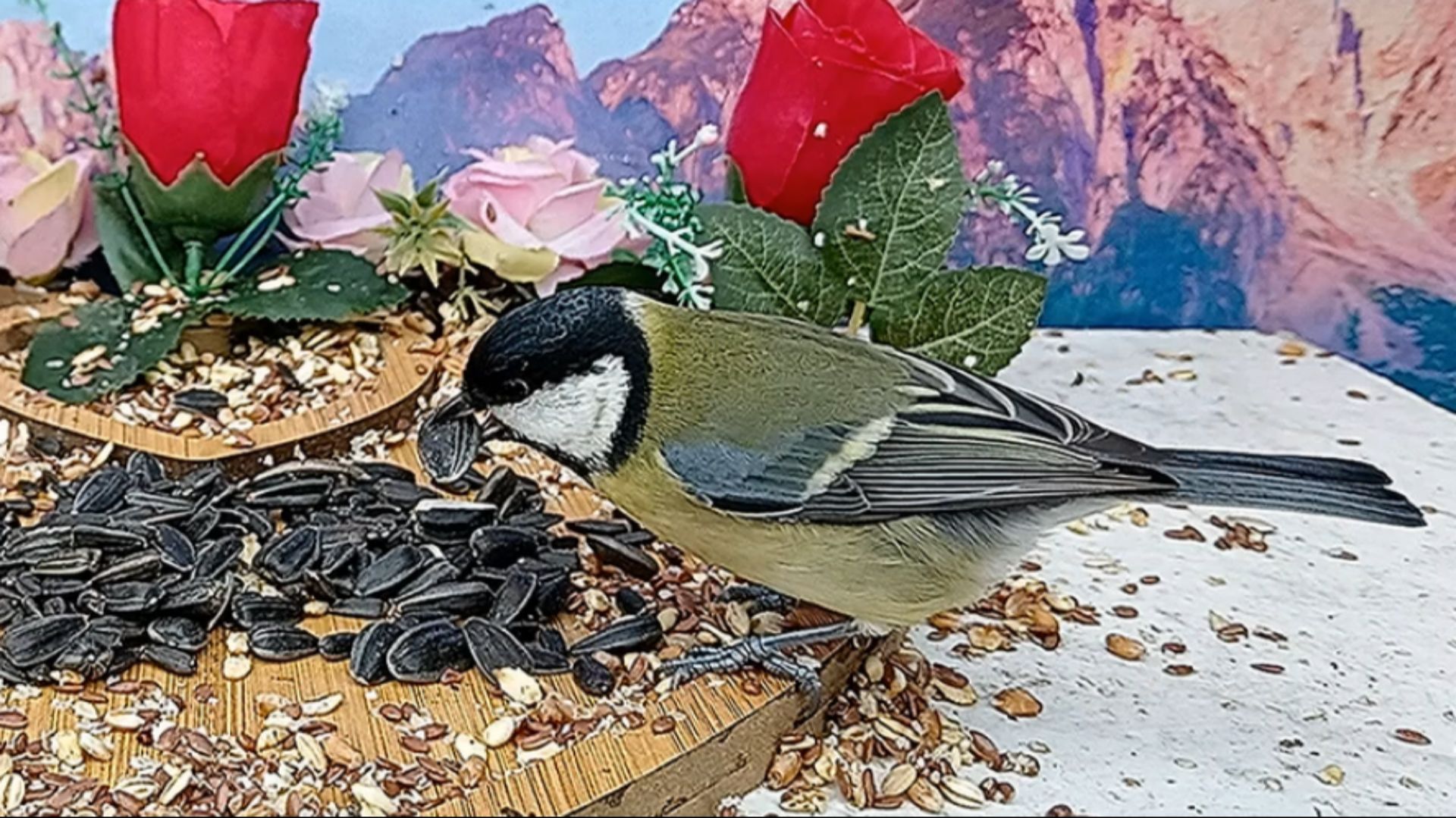 Наблюдение за птицами на кормушке