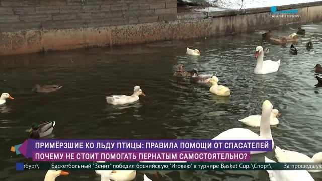 Как помочь вмёрзшей в лёд птице