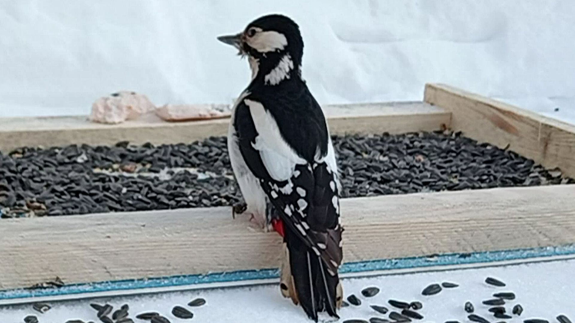 Дятлы, Снегири, Большие Синицы и Чечётки посетили кормушку