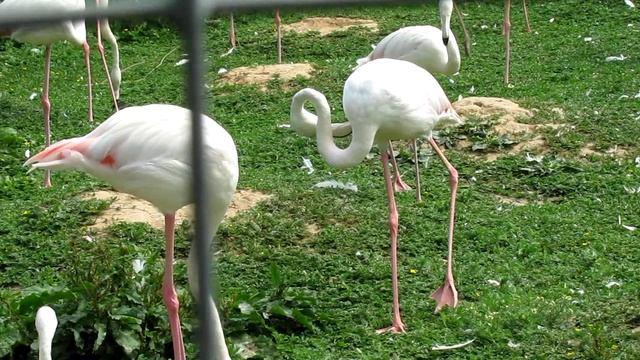 2014 г. Парк птиц