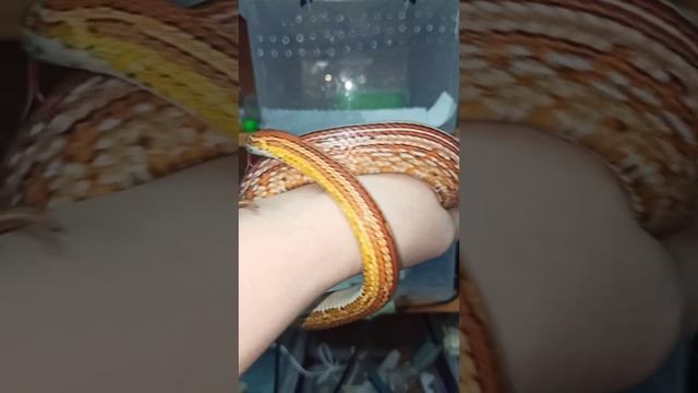 Маисовый полоз Катриель. 24 декабря 2025 г.