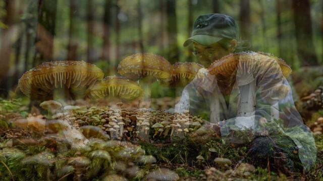 Грибы-индикаторы: определение уровня загрязнения