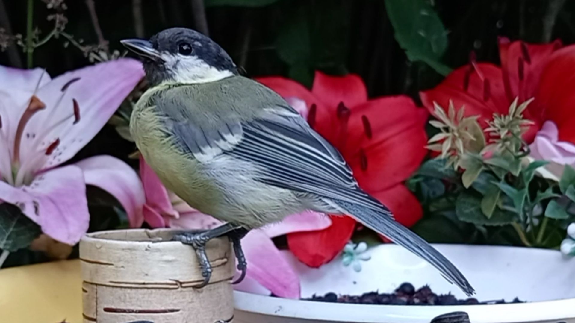 На кормушку прилетели Воробьи, Большаки, Зеленушки и все со своими птенцами