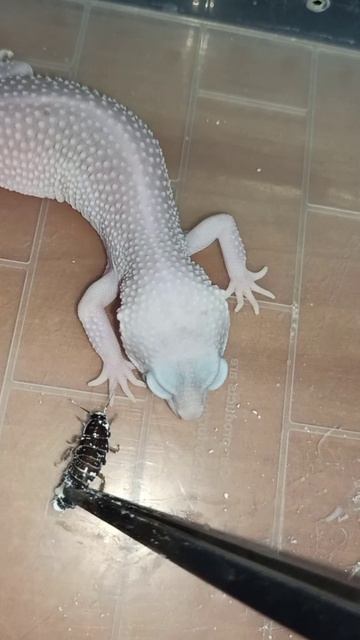 Кормление Зефирки. 24 декабря 2025 г.