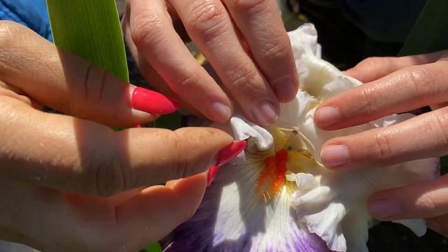 Опыление ирисов. Сорт Paisley Print (Сад Ворошиловой)