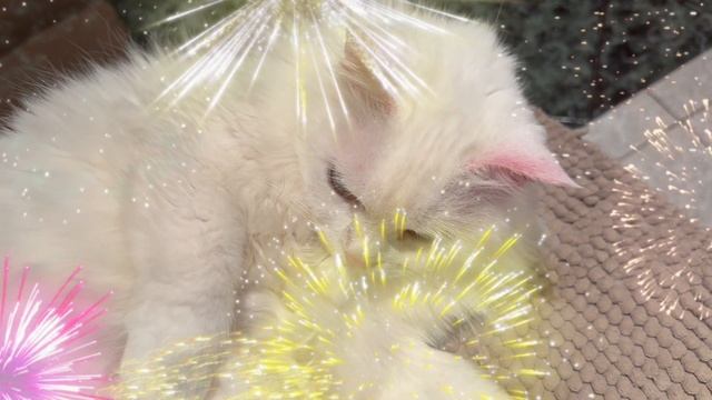 Моя любимица кошка Мила | С любовью о животных | # мирувлечений