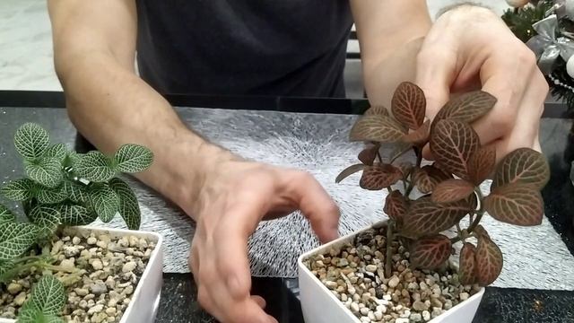 Подведение цветочных итогов года