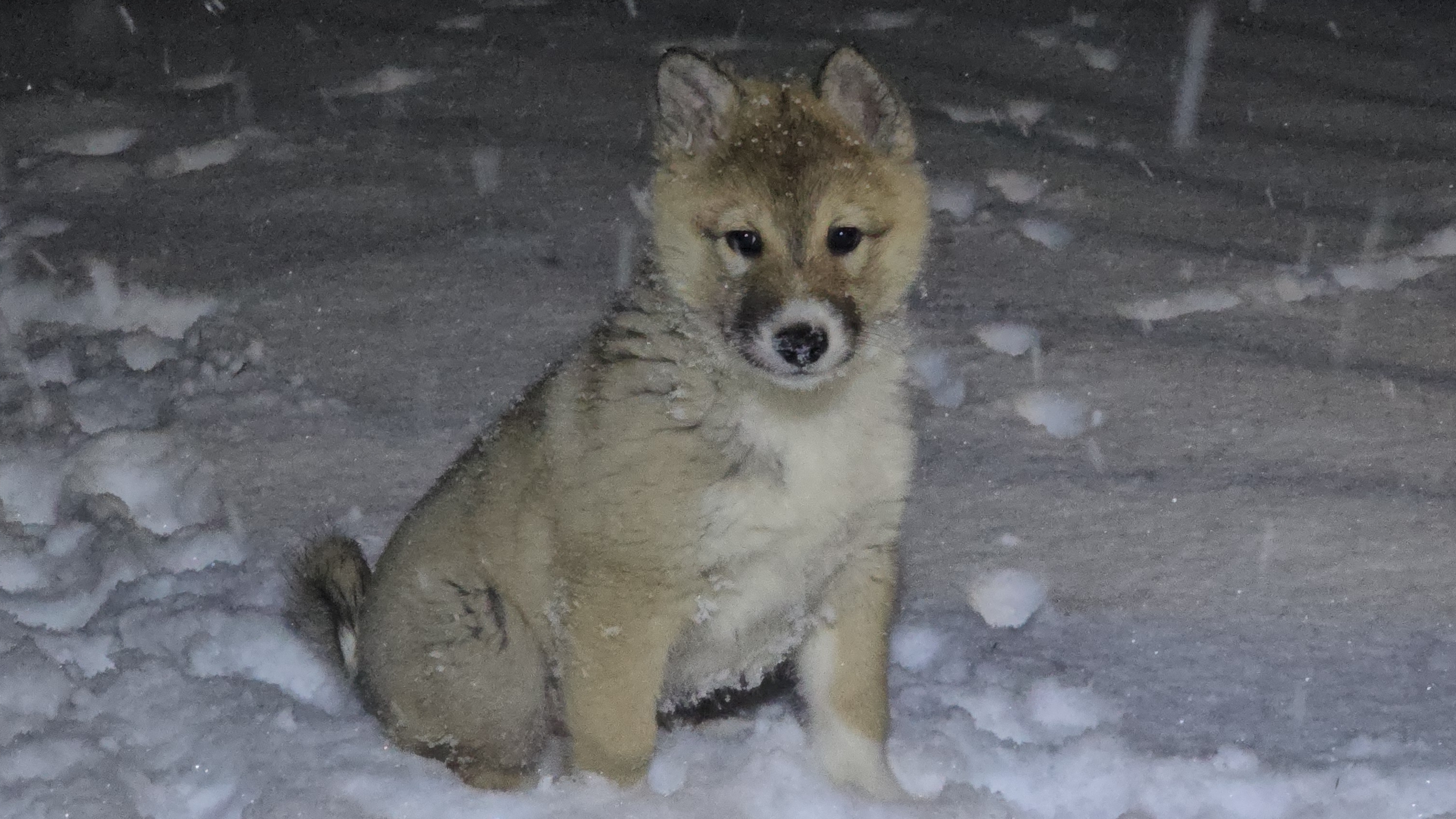 А вот и снег в декабре