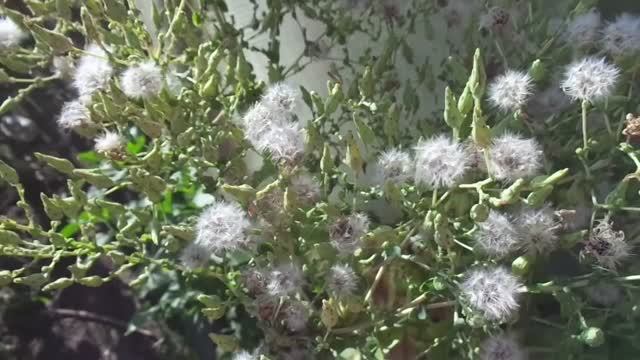 КАК СОБРАТЬ СВОИ СЕМЕНА САЛАТА? 2017 год.