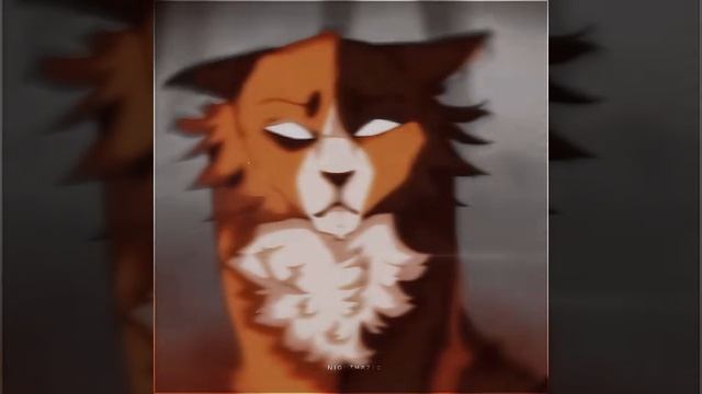 Метеор/Эдит/Коты воители/