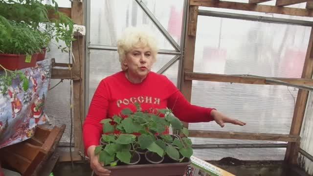 Делаем ТЕПЛУЮ ГРЯДКУ для ранних огурцов с электроподогревом. 2019 год.