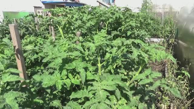 Уникальный Гном Фестиваль Аделаиды. Куст увешан крупными плодами! Спеет рано!