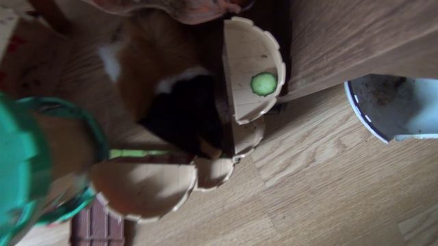 Белочка арбуз июль2022