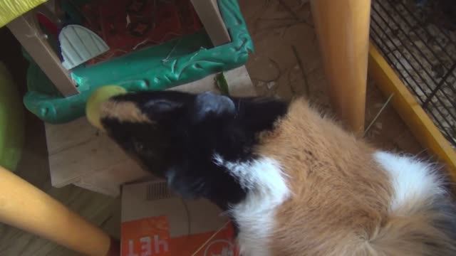 Белочка и Летаиграют в прятки авг2022