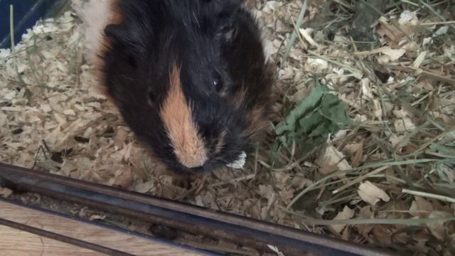 Как Лета Белочку гулять не пускала авг2022