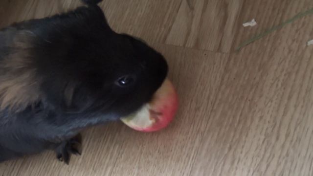 Блэкки ищет яблоки.Лета авг2022